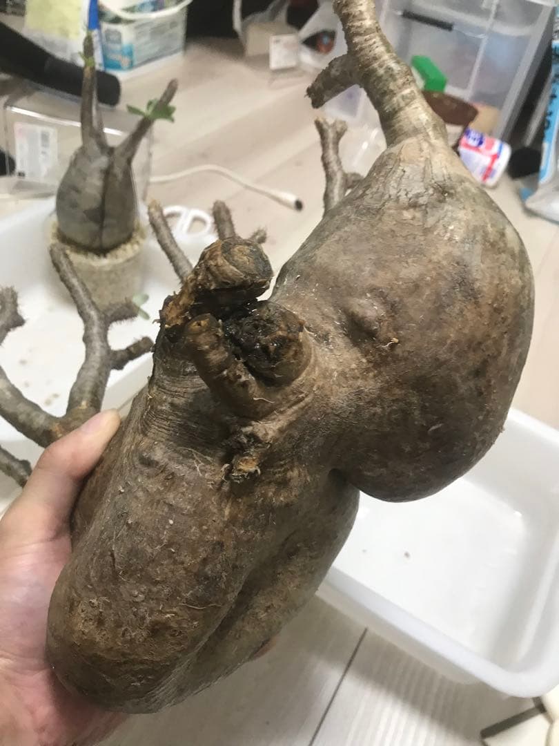 パキポディウム　グラキリス　現地球　発根済　2頭