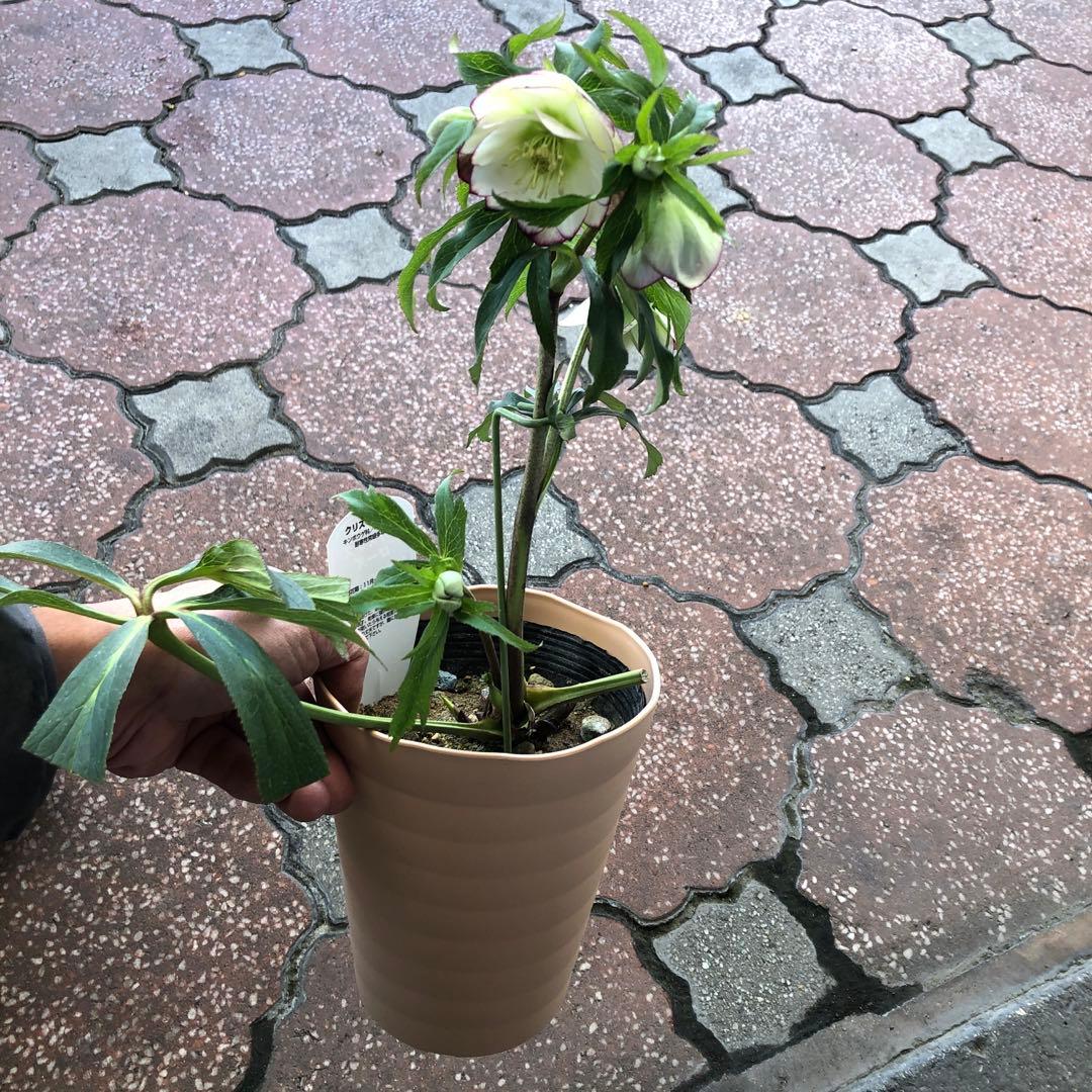 新春大特価 クリスマスローズ 八重 5種セット 平田園芸 花付き現品発送レア品種