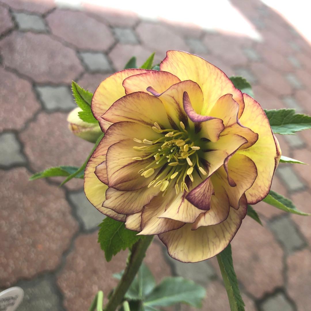 新春大特価 クリスマスローズ 八重 5種セット 平田園芸 花付き現品発送レア品種