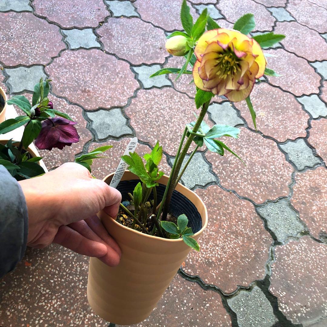 新春大特価 クリスマスローズ 八重 5種セット 平田園芸 花付き現品発送レア品種