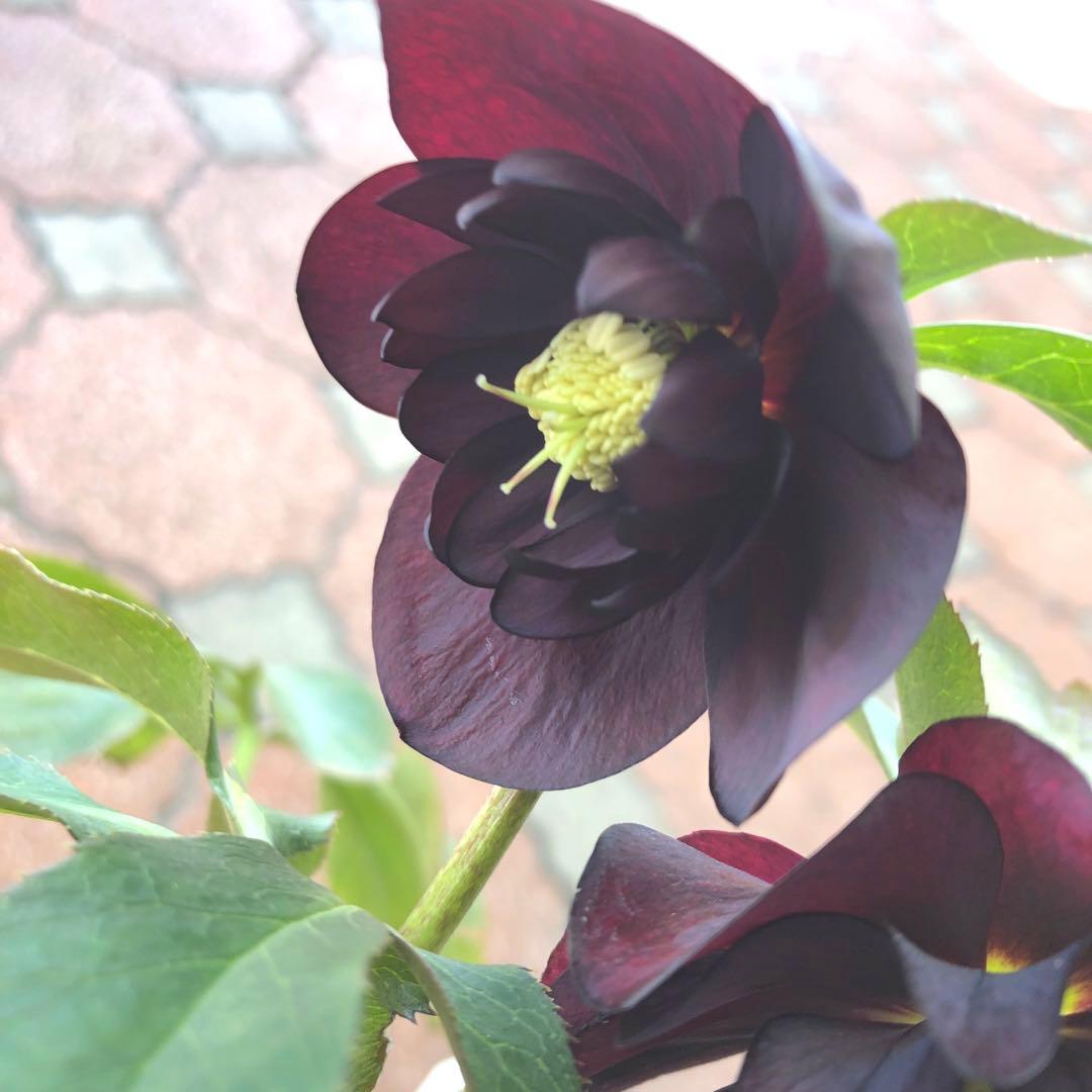 新春大特価 クリスマスローズ 八重 5種セット 平田園芸 花付き現品発送レア品種