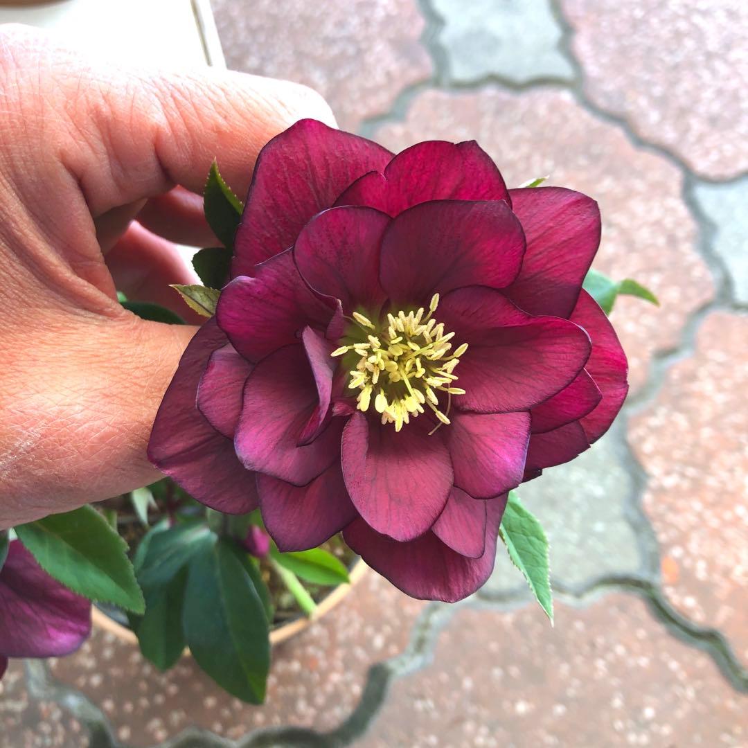 新春大特価 クリスマスローズ 八重 5種セット 平田園芸 花付き現品発送レア品種