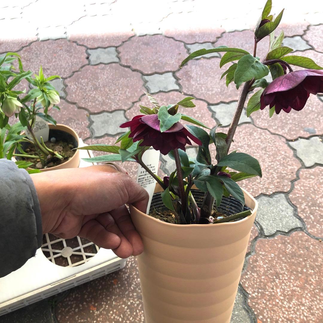 新春大特価 クリスマスローズ 八重 5種セット 平田園芸 花付き現品発送レア品種