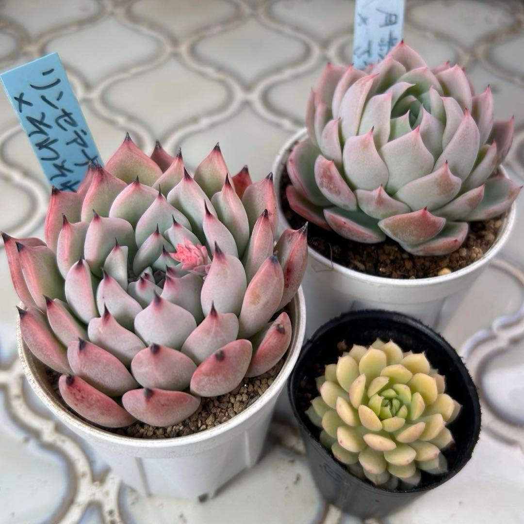 リンゼアナ×そわそわ ＊月影×ざわわ ＊ちょこん おらいさん苗 青札