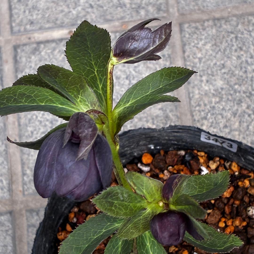 t*k様 3473☘️花付き☘️希少☘️極上☘️親株☘️⭐️黒⭐️多弁⭐️整形花