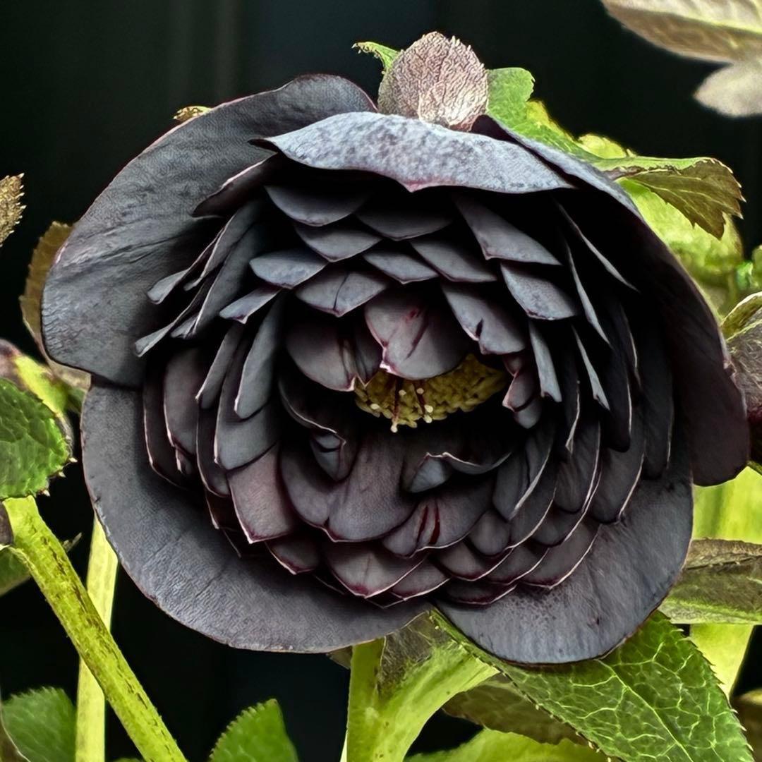 t*k様 3473☘️花付き☘️希少☘️極上☘️親株☘️⭐️黒⭐️多弁⭐️整形花