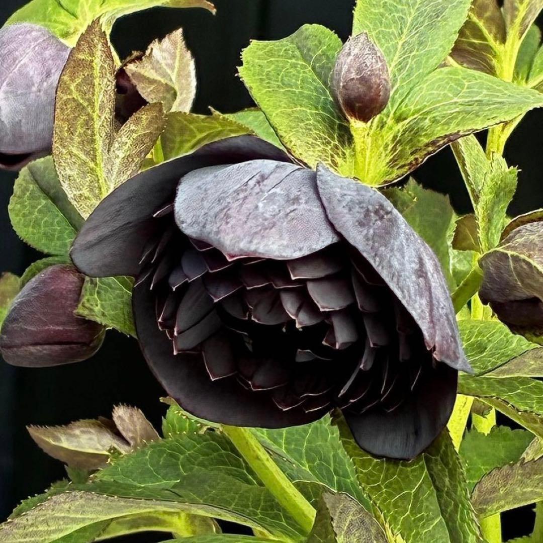 t*k様 3473☘️花付き☘️希少☘️極上☘️親株☘️⭐️黒⭐️多弁⭐️整形花