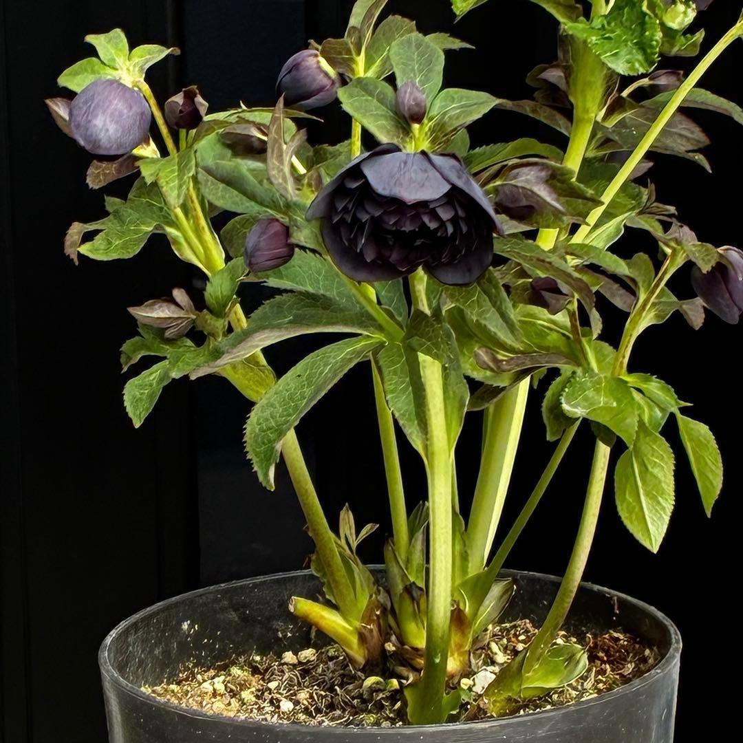 t*k様 3473☘️花付き☘️希少☘️極上☘️親株☘️⭐️黒⭐️多弁⭐️整形花