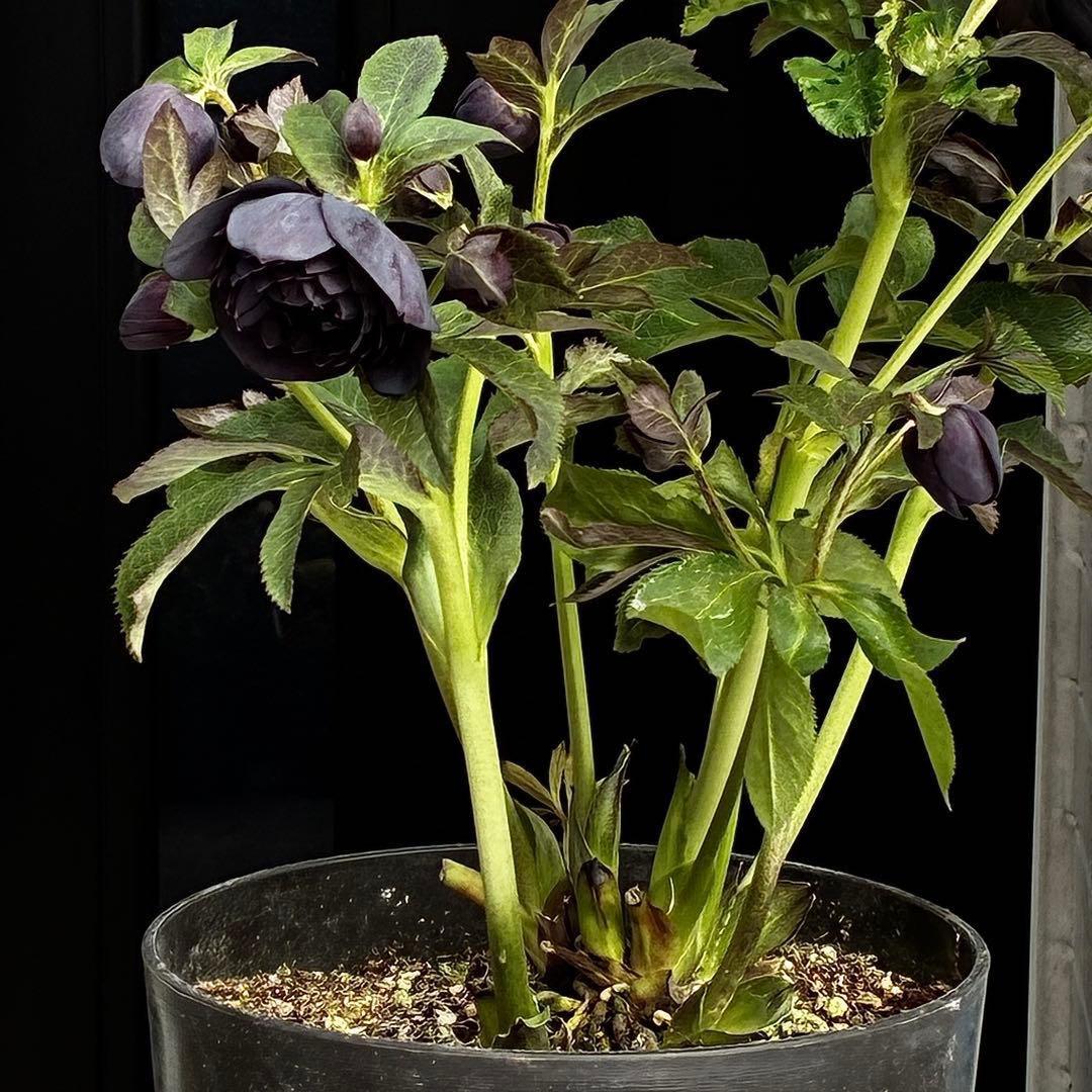 t*k様 3473☘️花付き☘️希少☘️極上☘️親株☘️⭐️黒⭐️多弁⭐️整形花