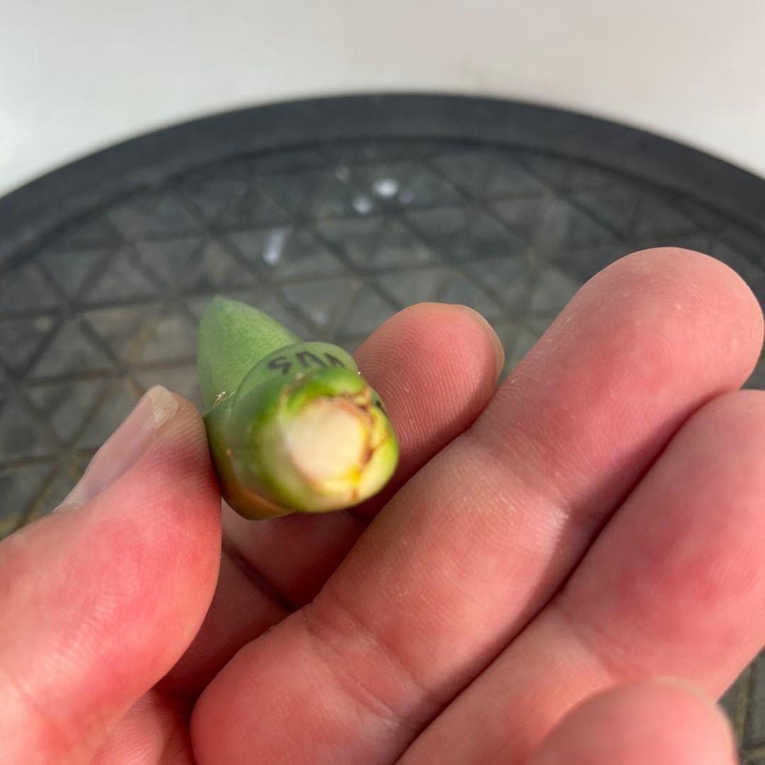 アガベ チタノタ SAD 特選コンパクト OC株 メルカリ便発送 - メルカリ