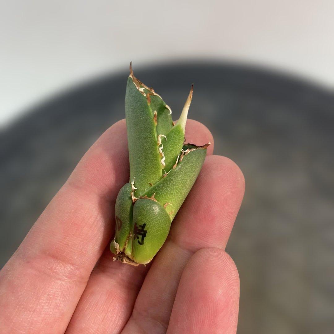 アガベ チタノタ SAD 特選コンパクト OC株 メルカリ便発送 - メルカリ