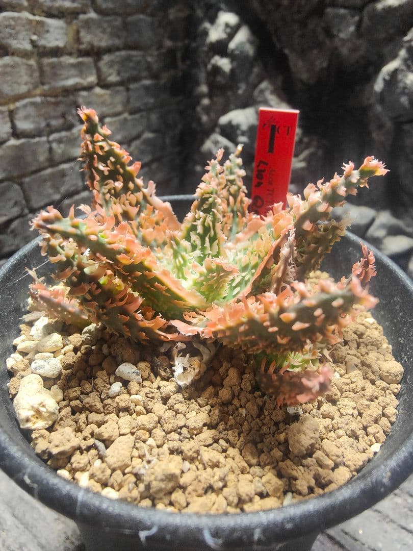 アロエ TCTハイブリッド ライオンクイーン 赤札 カキコ G5