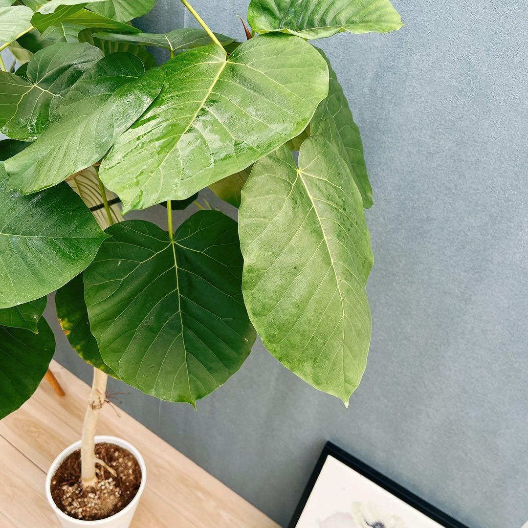 ［現品］22番　フィカス　ウンベラータ　8号　観葉植物　室内　大型　ゴムの木