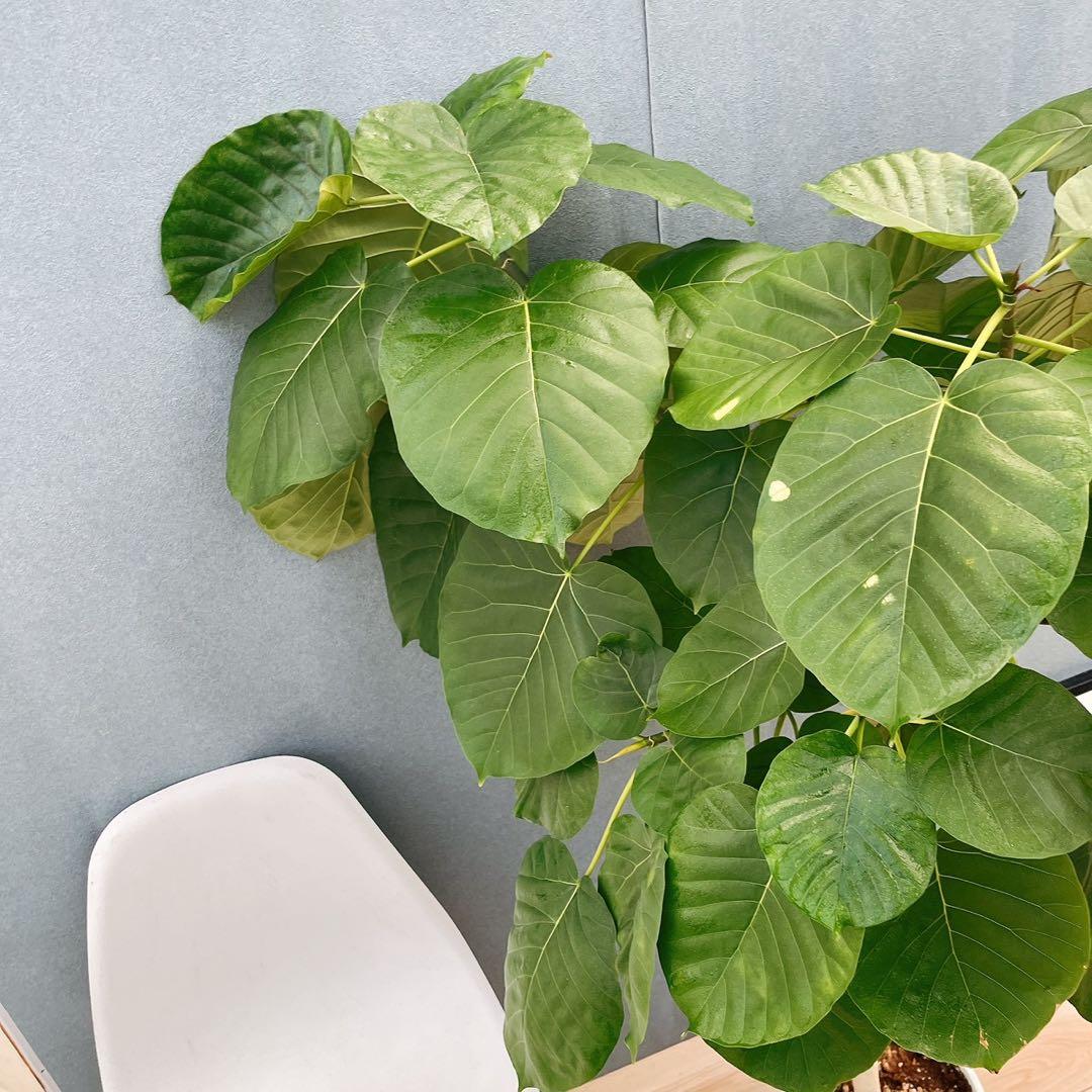 ［現品］22番　フィカス　ウンベラータ　8号　観葉植物　室内　大型　ゴムの木