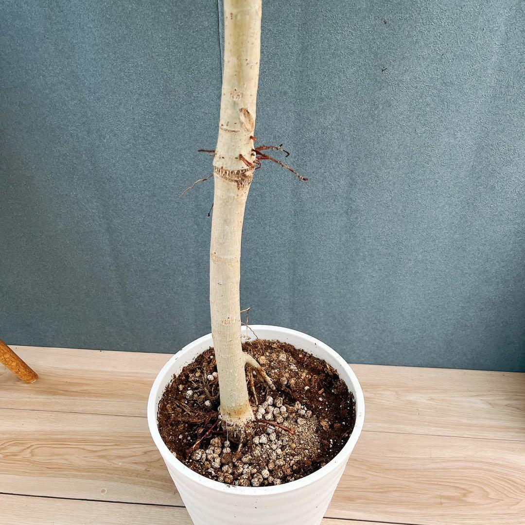 ［現品］22番　フィカス　ウンベラータ　8号　観葉植物　室内　大型　ゴムの木