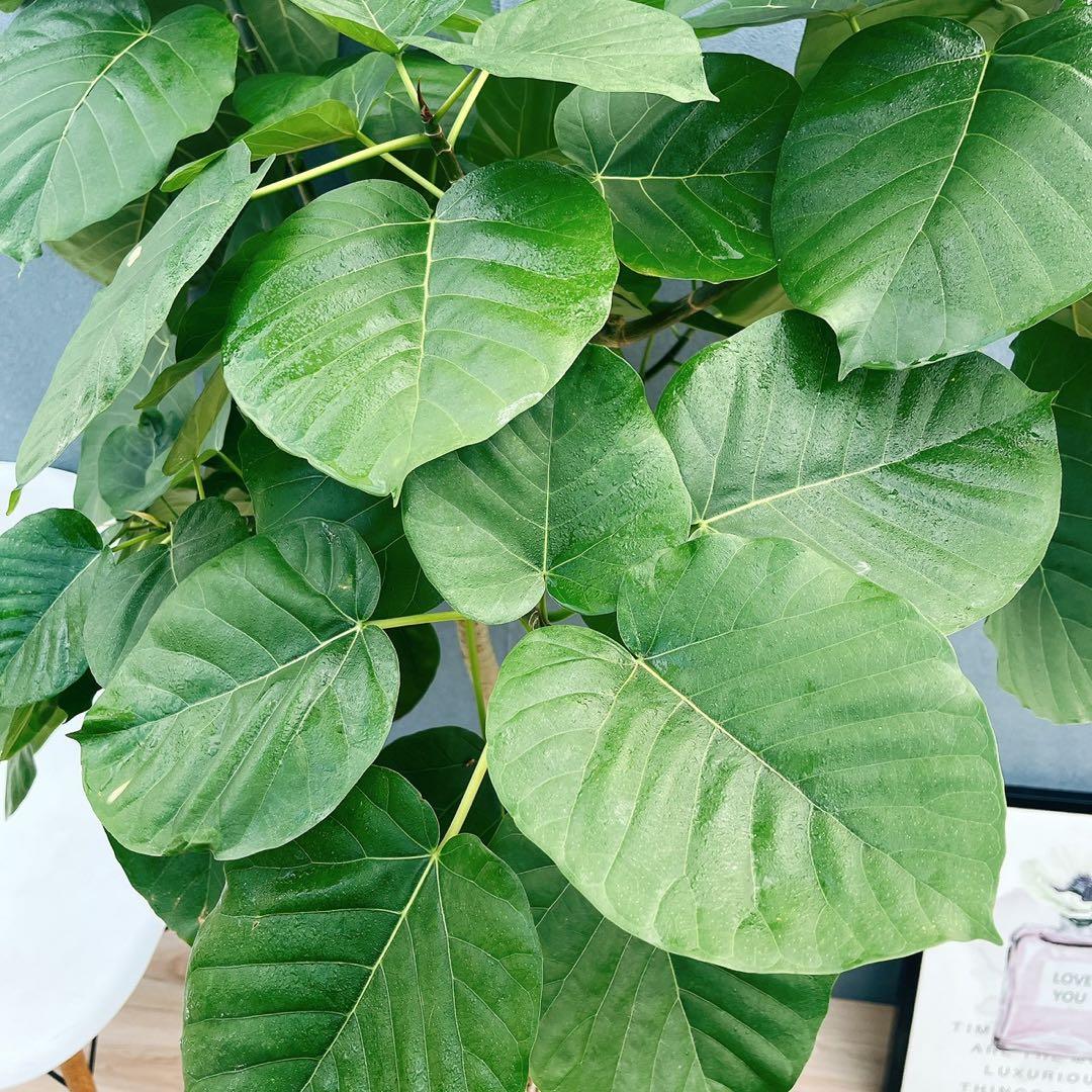 ［現品］22番　フィカス　ウンベラータ　8号　観葉植物　室内　大型　ゴムの木