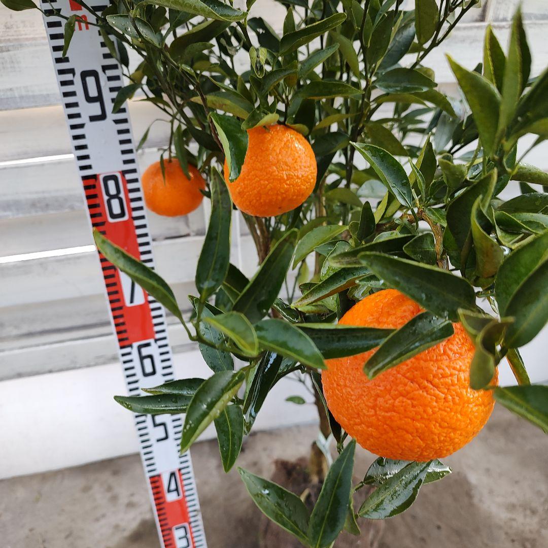 ロ*ゲ様 【04】津之輝 3年生 登録品種 実つき！