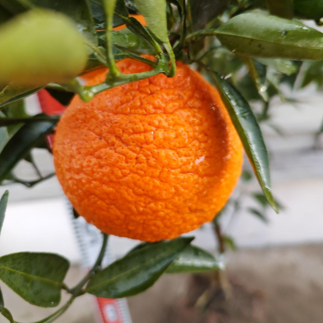 ロ*ゲ様 【04】津之輝 3年生 登録品種 実つき！