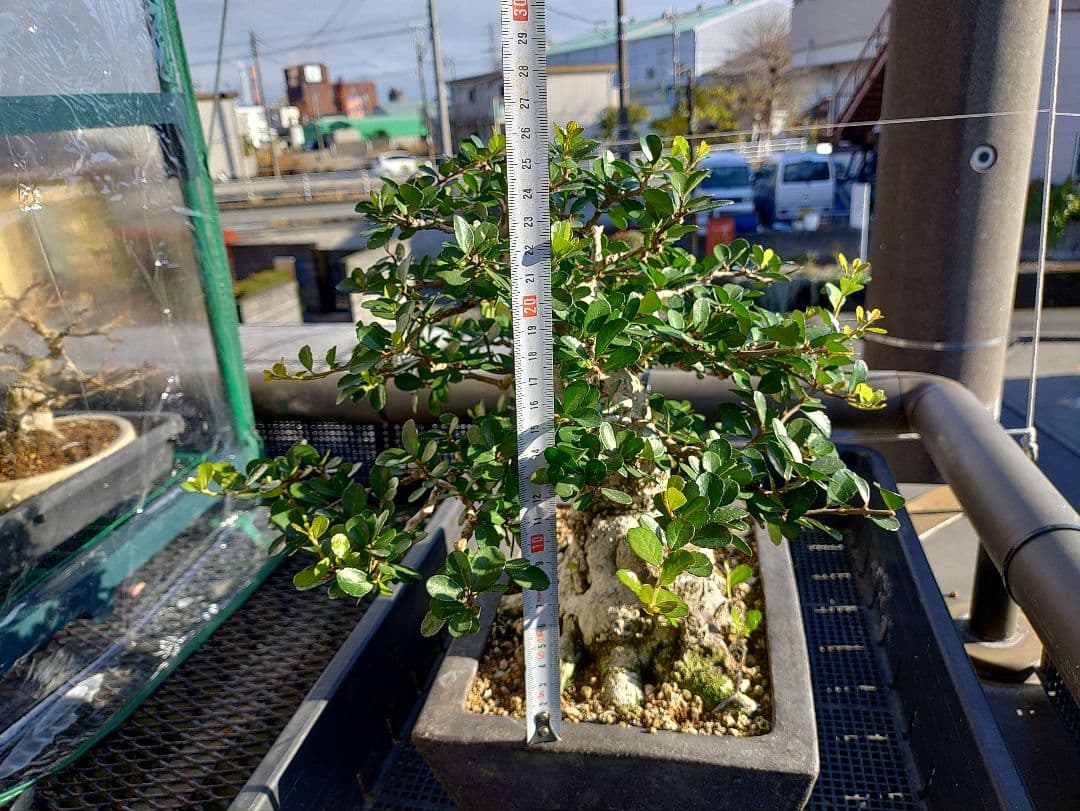 ハリツルマサキ盆栽 メルカリ便