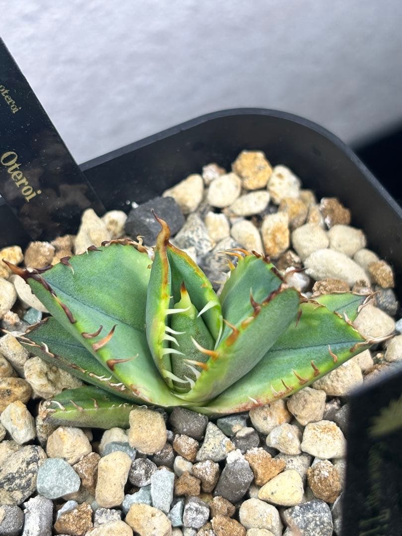 当分ラスト アガベ オテロイ 実生 斑入り 子株 ② - メルカリ