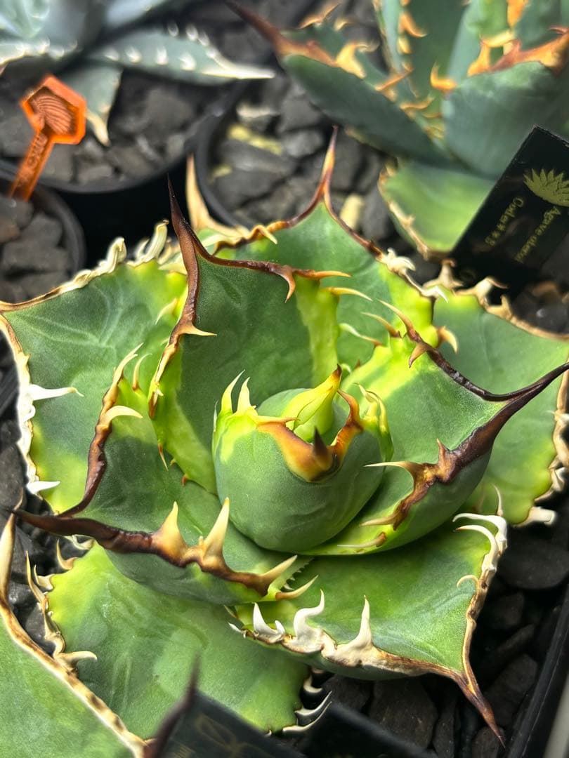 当分ラスト アガベ オテロイ 実生 斑入り 子株 ② - メルカリ