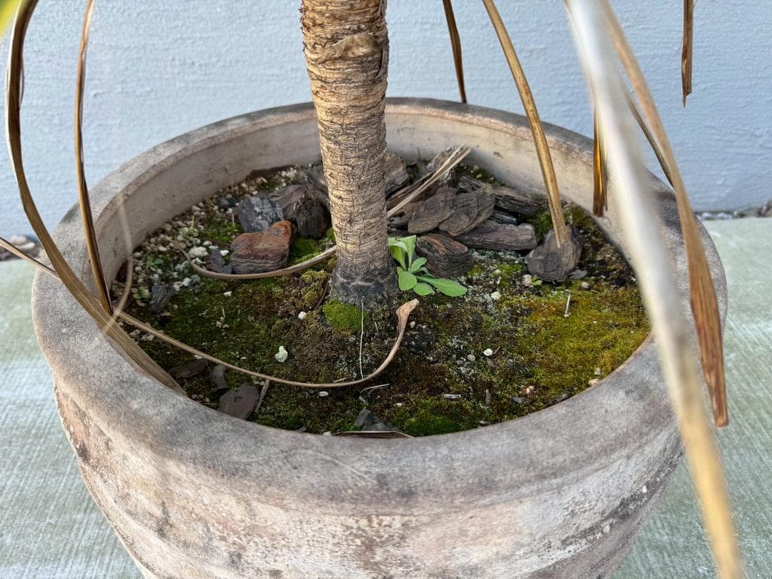 ☆展示品☆現品　コルジリネ　ト―ベイダズラー　ドラセナ　約135cm　引取限定