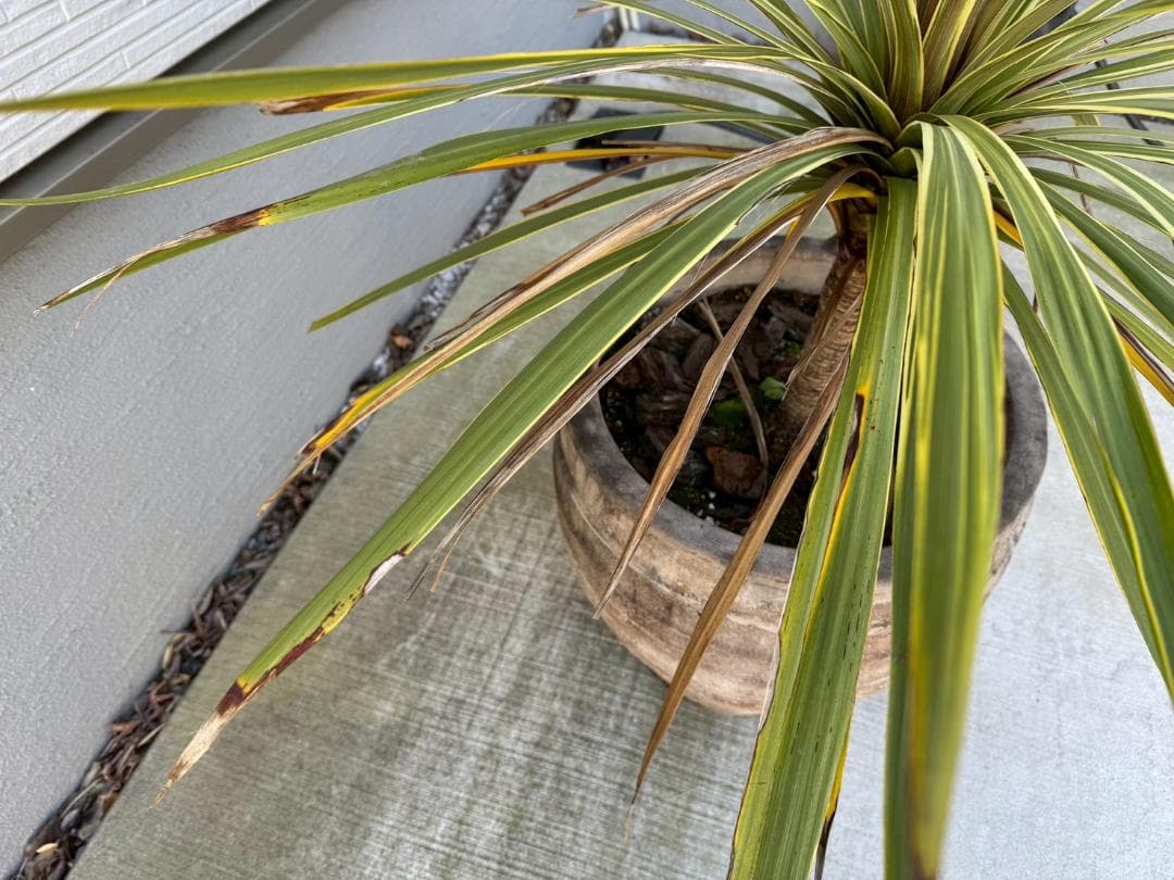 ☆展示品☆現品　コルジリネ　ト―ベイダズラー　ドラセナ　約135cm　引取限定