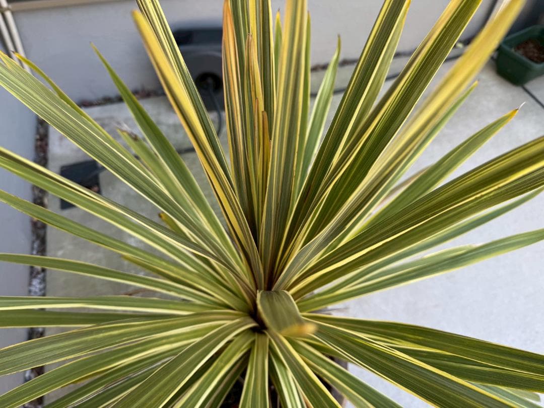 ☆展示品☆現品　コルジリネ　ト―ベイダズラー　ドラセナ　約135cm　引取限定