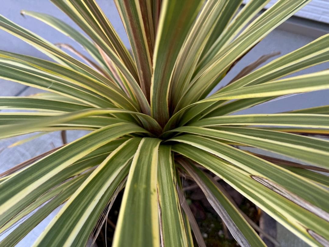 ☆展示品☆現品　コルジリネ　ト―ベイダズラー　ドラセナ　約135cm　引取限定