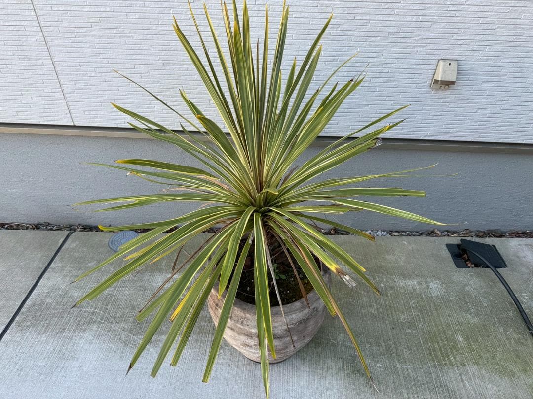 ☆展示品☆現品　コルジリネ　ト―ベイダズラー　ドラセナ　約135cm　引取限定