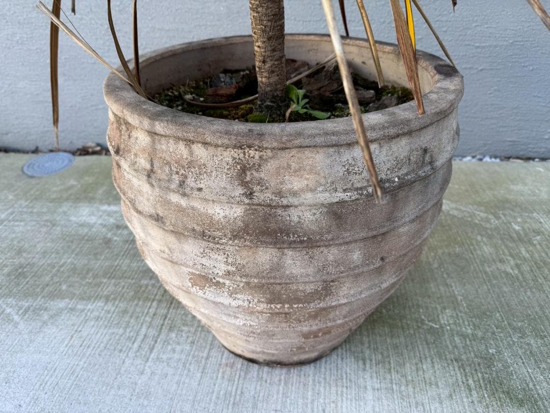 ☆展示品☆現品　コルジリネ　ト―ベイダズラー　ドラセナ　約135cm　引取限定