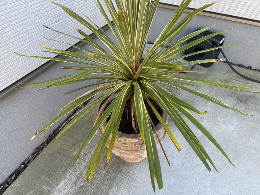 ☆展示品☆現品　コルジリネ　ト―ベイダズラー　ドラセナ　約135cm　引取限定