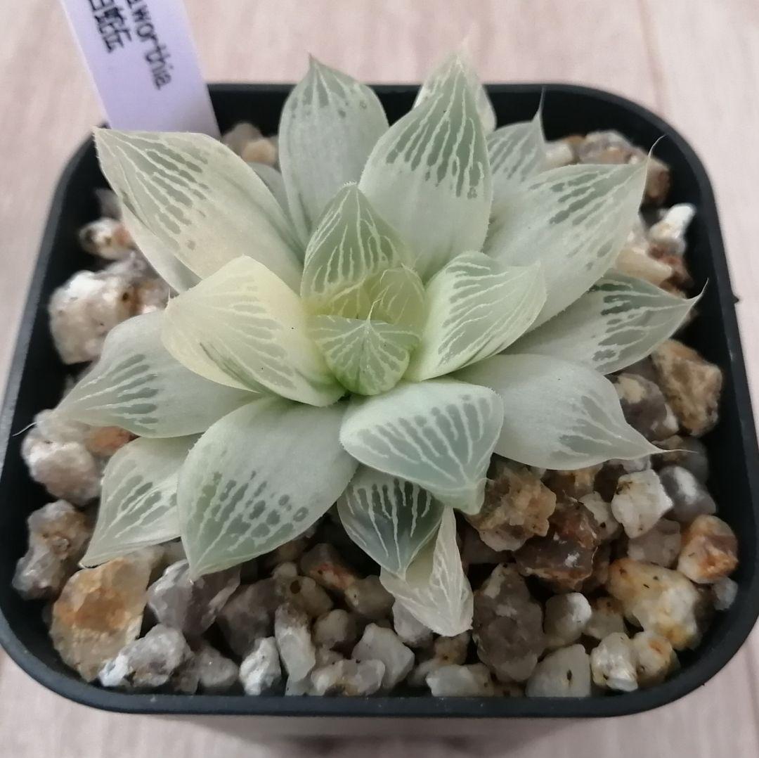 ハオルチア　白蛇伝（中苗　子株つき）