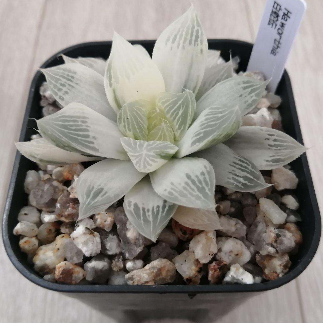 ハオルチア　白蛇伝（中苗　子株つき）