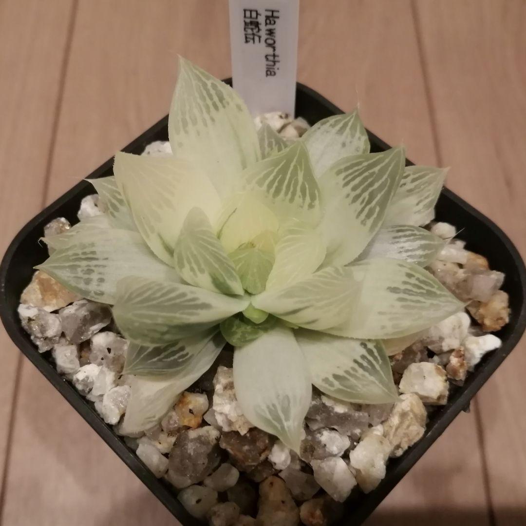 ハオルチア　白蛇伝（中苗　子株つき）