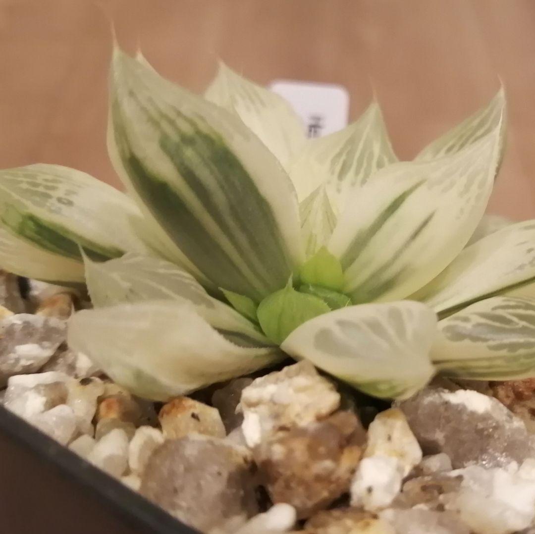 ハオルチア　白蛇伝（中苗　子株つき）