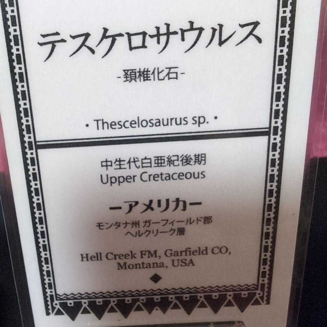 恐竜 テスケロサウルスの頚椎骨化 モンタナ ラベル台座付き - メルカリ