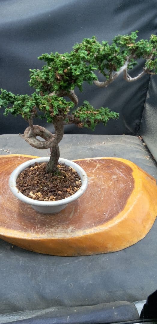 小品盆栽石化檜