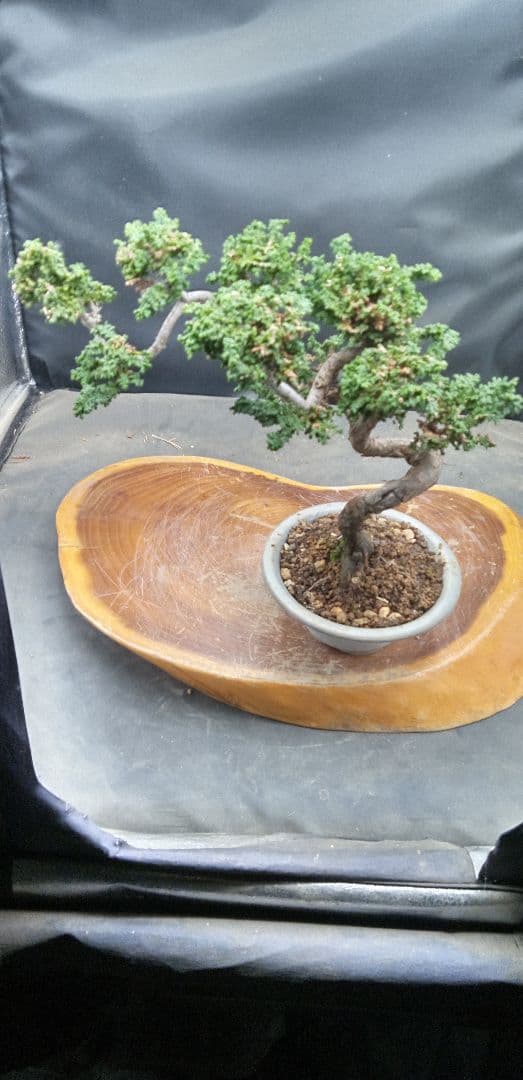 小品盆栽石化檜