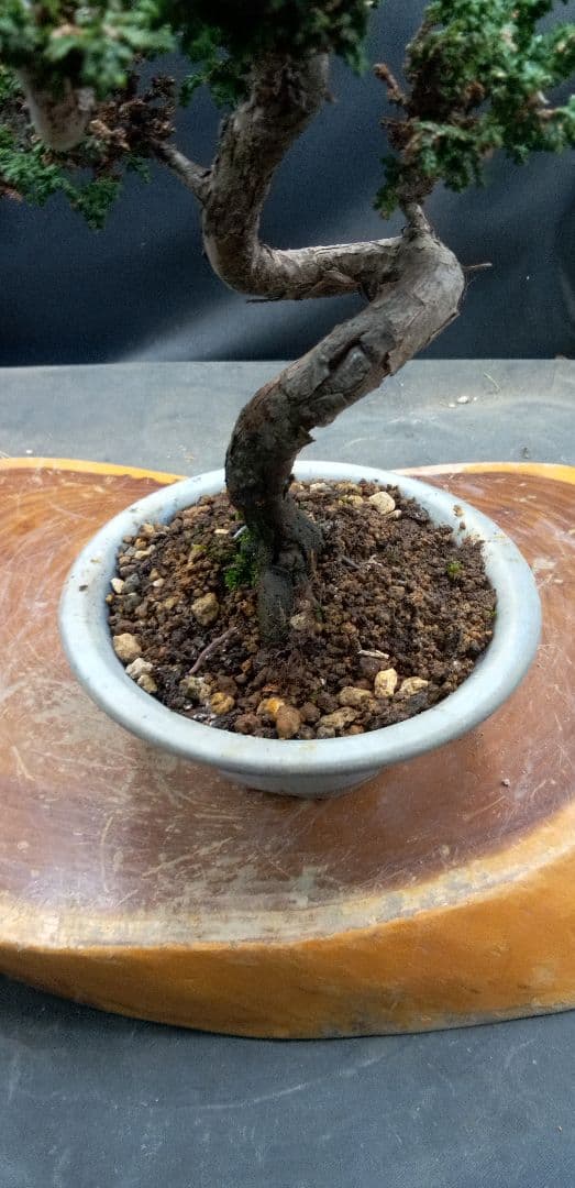 小品盆栽石化檜