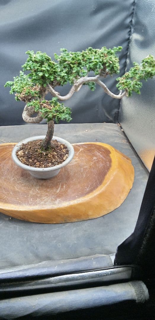 小品盆栽石化檜