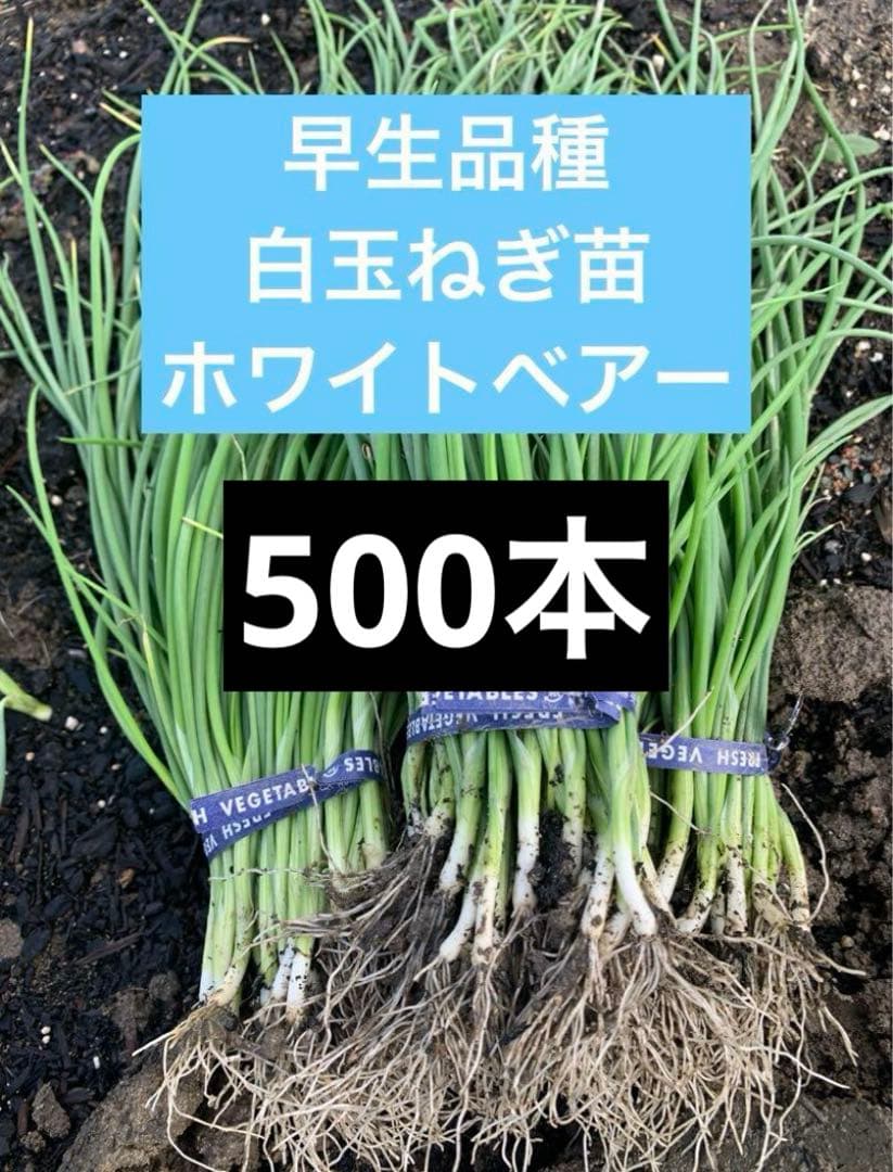 白玉ねぎ】玉ねぎ苗◇ホワイトベアー500本 - メルカリ