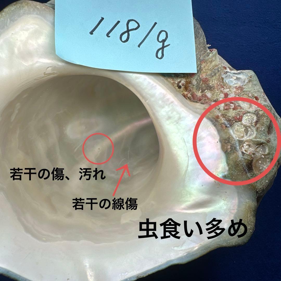 夜光貝 ヤコウ貝 まとめ売り 14個 14、7kg アクセサリー ルア