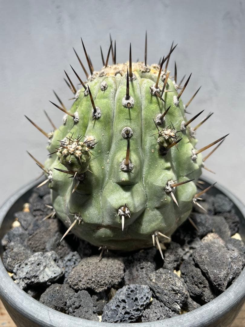 g*n様 黒王丸(2個子株付き)