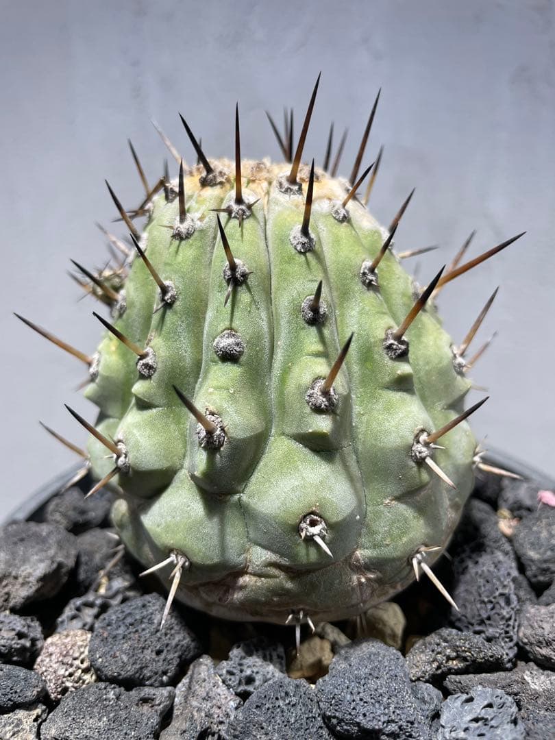 g*n様 黒王丸(2個子株付き)