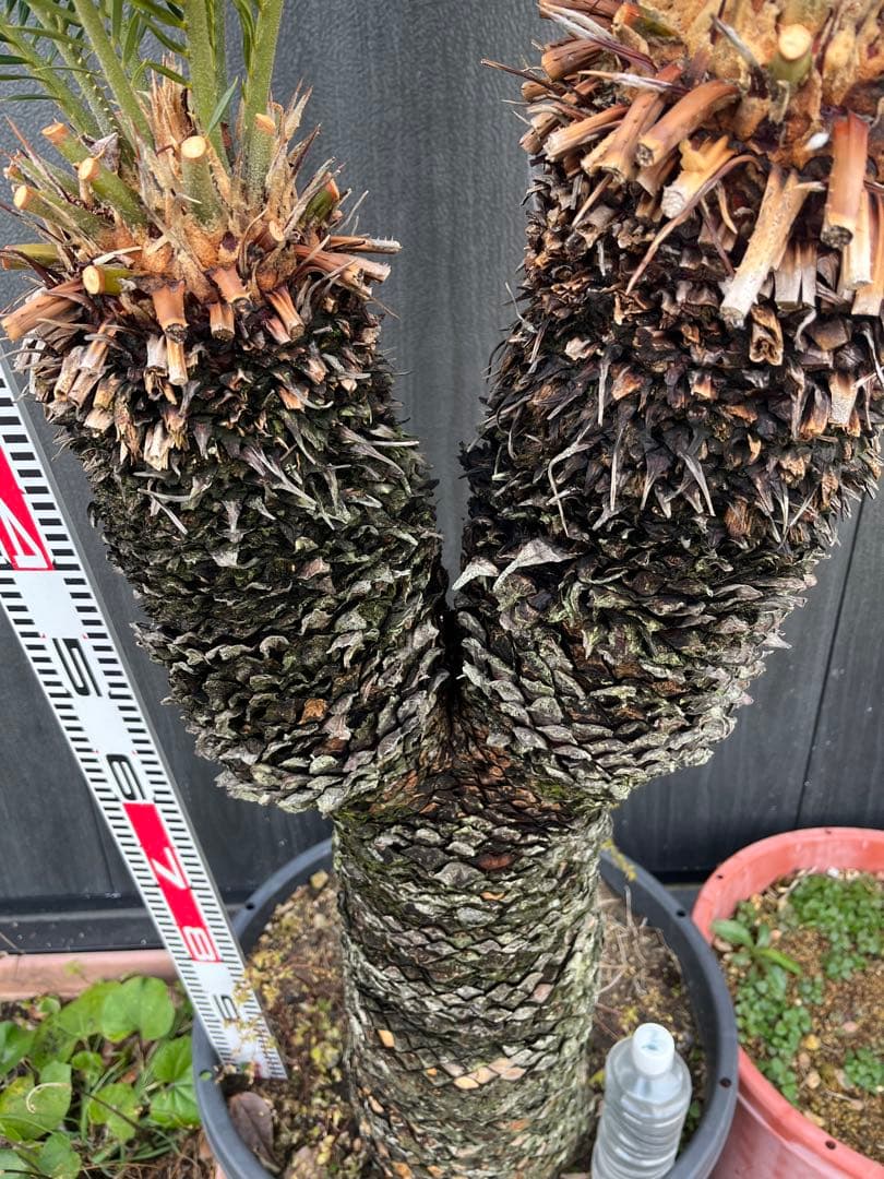 引き取り限定　ソテツ ダブルヘッド　約1.5m 二股の幹