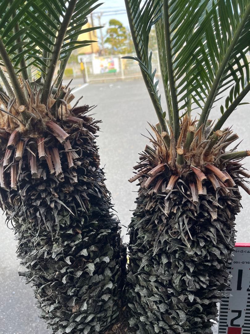 引き取り限定　ソテツ ダブルヘッド　約1.5m 二股の幹