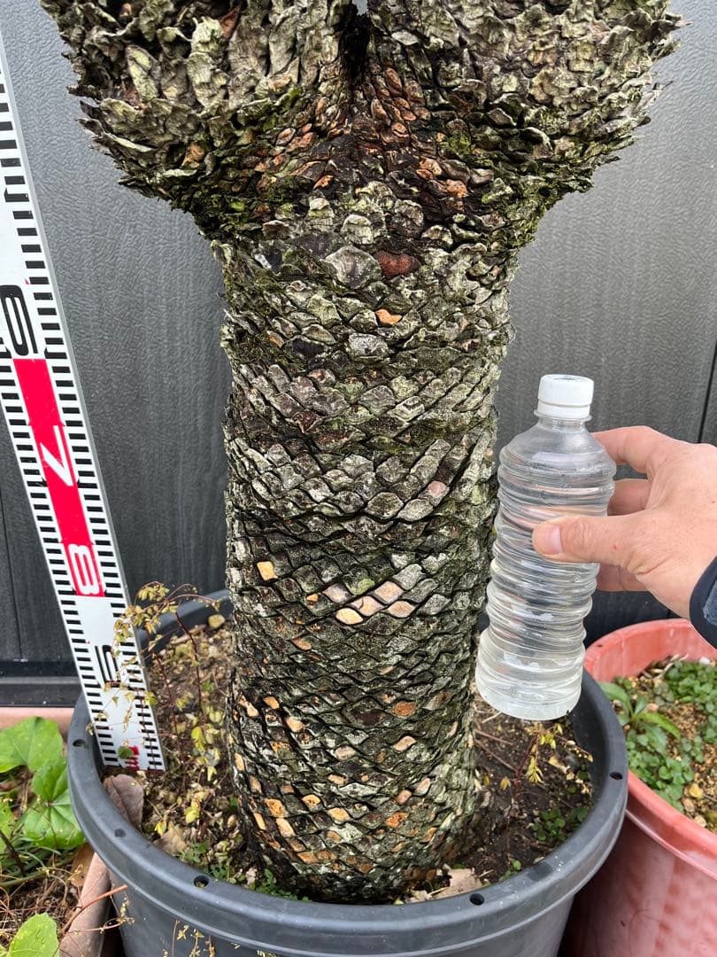 引き取り限定　ソテツ ダブルヘッド　約1.5m 二股の幹