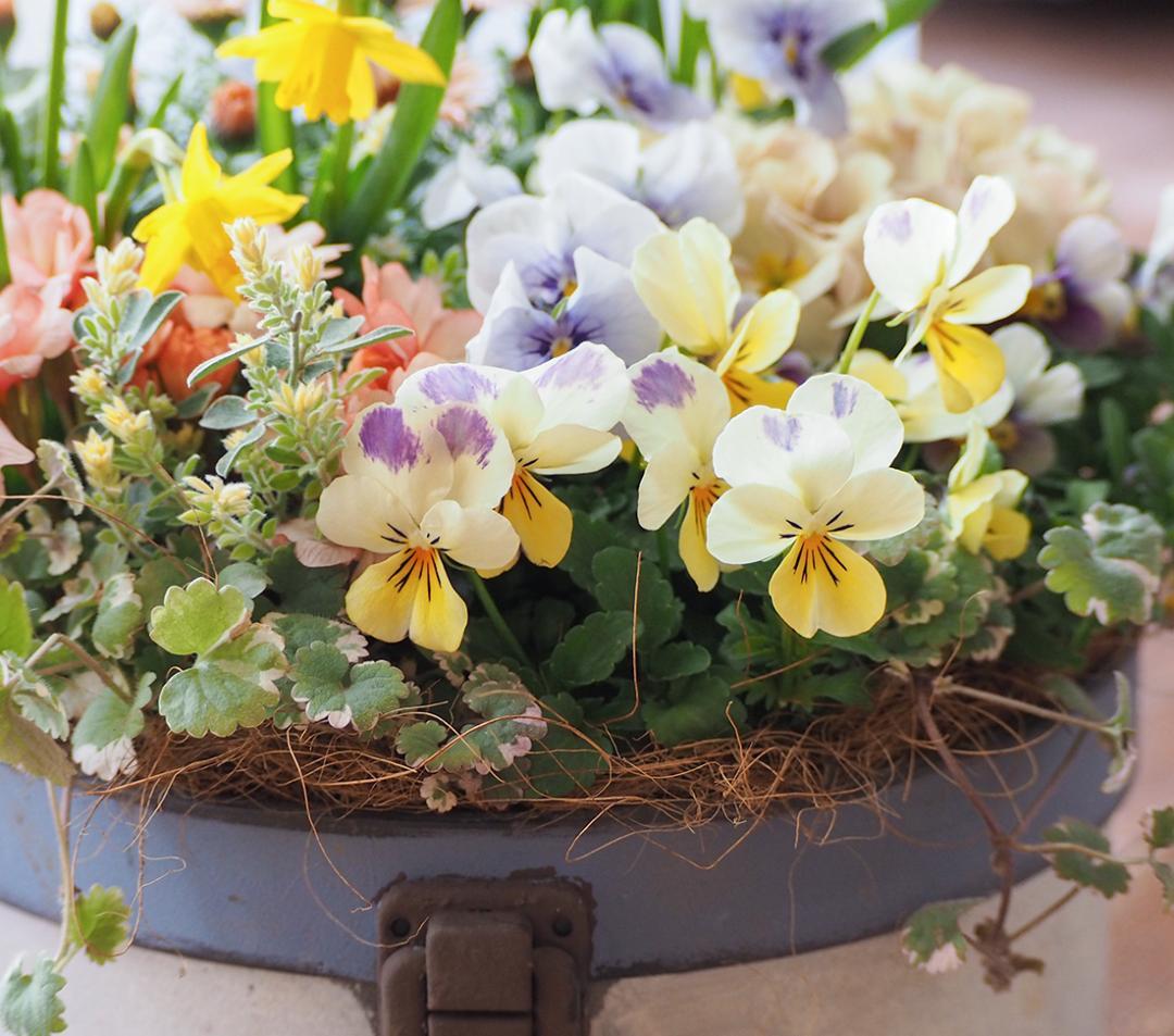 キュートなブリキポットの春色寄せ植え - メルカリ