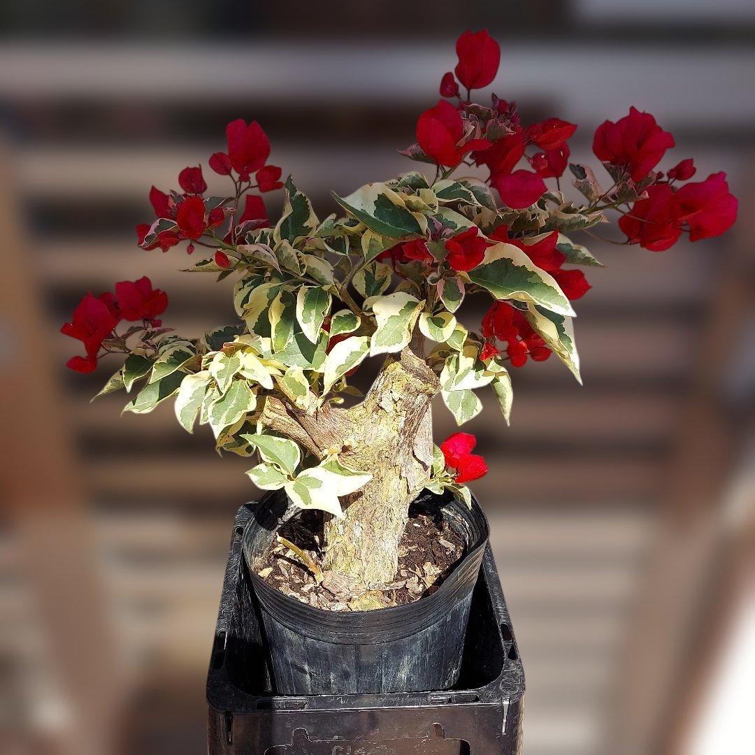 ブーゲンビリア斑入りレッド希少　No96 らくらくメルカリ便発送‼️